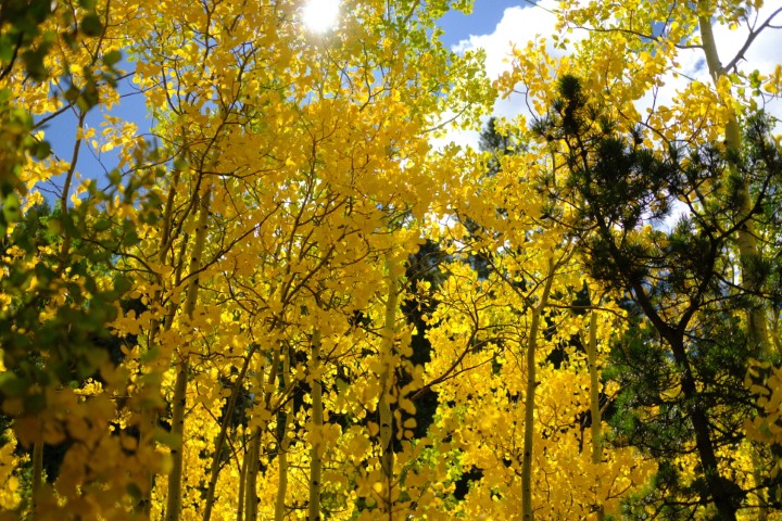 Colorado fall color scene