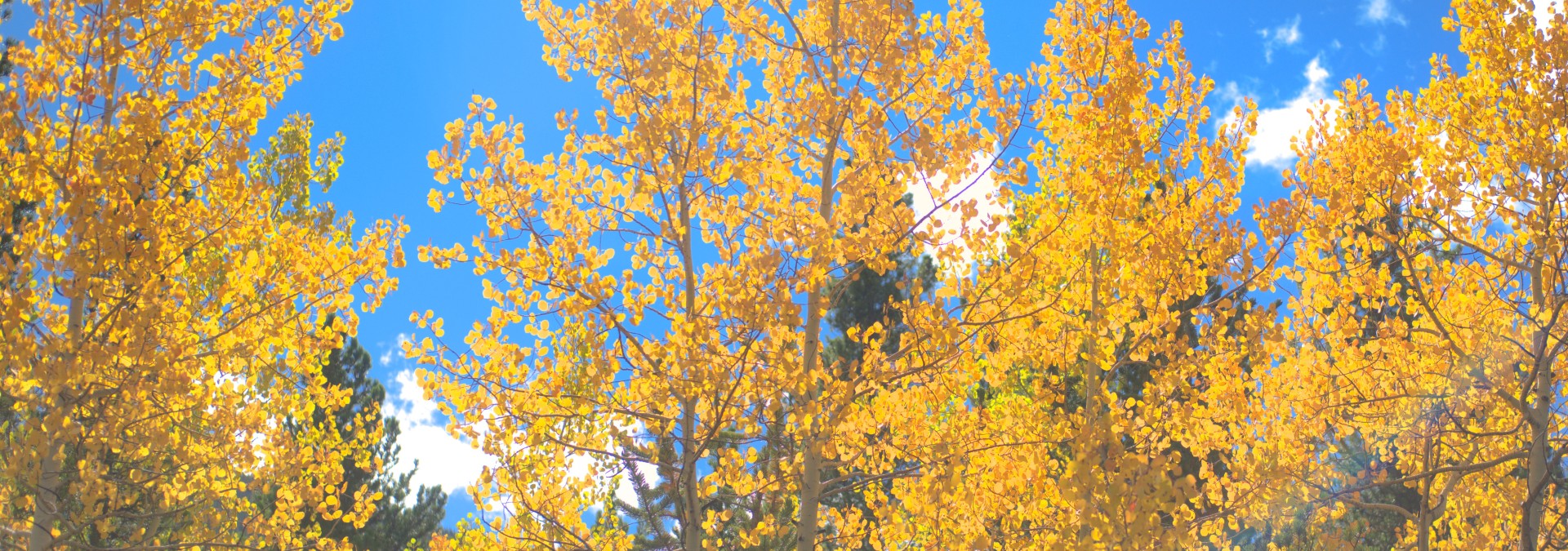 Golden aspens background
