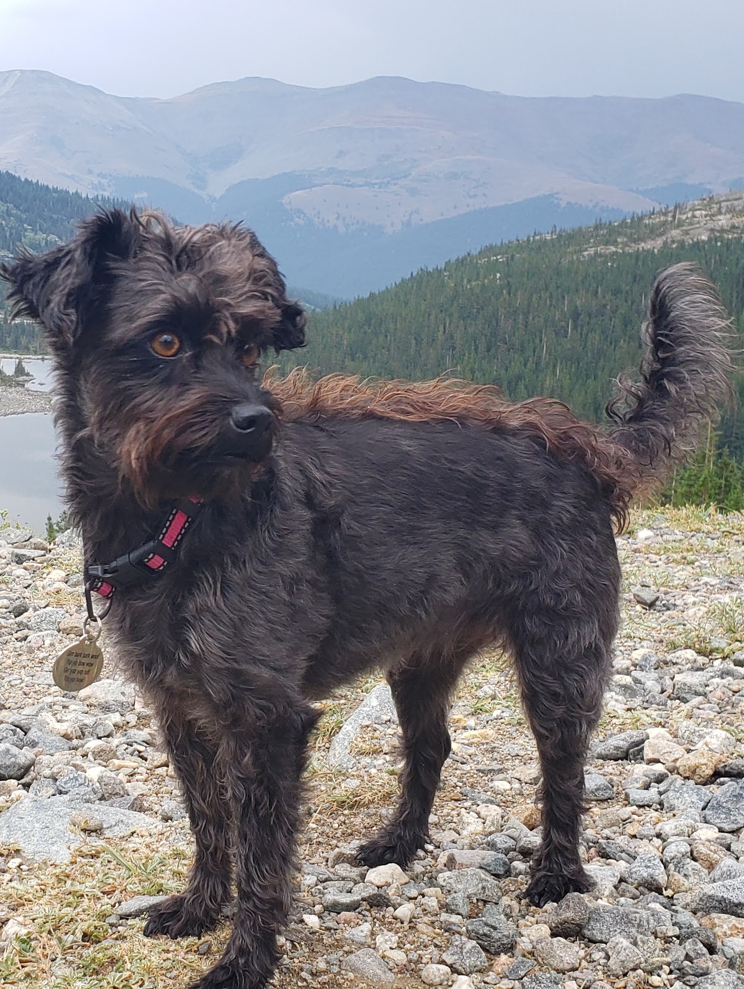 Jolene, an adventurous 12-year-old 13-pound poodle mix who guided on Maui