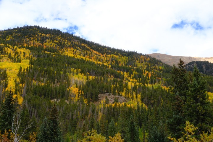 Colorado fall color scene